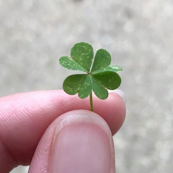 Meet your Posher, Deana - Picture 1 of 1